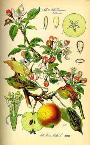 Illustration Malus domestica, Par Thomé O.W. (Flora von Deutschland Österreich und der Schweiz, Tafeln, vol. 3: t. 421 ;1885), via plantillustrations.org 
