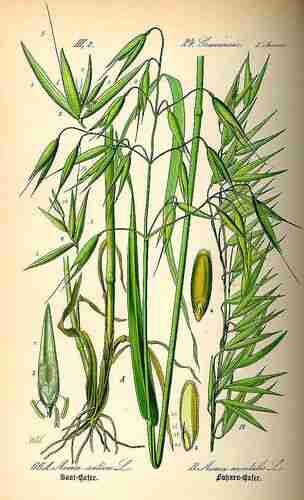 Illustration Avena sativa, Par Thomé O.W. (Flora von Deutschland Österreich und der Schweiz, Tafeln, vol. 1: t. 66, fig. B ; 1885), via plantillustrations.org 