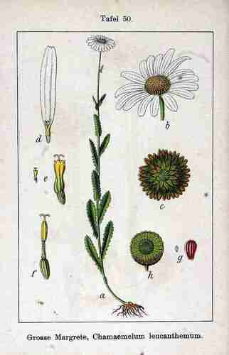 Illustration Leucanthemum vulgare, Par Krause E.H.L., Sturm J., Lutz K.G. (Flora von Deutschland in Abbildungen nach der Natur, Zweite auflage, vol. 13: t. 50, 1905), via plantillustrations.org 