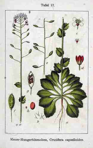 Illustration Draba muralis, Par Sturm J., Krause E.H.L., Lutz K.G. (Flora von Deutschland in Abbildungen nach der Natur, Zweite auflage, vol. 6: t. 17 ; 1902), via plantillustrations.org 