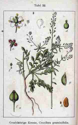 Illustration Lepidium graminifolium, Par Krause E.H.L., Sturm J., Lutz K.G. (Flora von Deutschland in Abbildungen nach der Natur, Zweite auflage, vol. 6: t. 22, 1902), via plantillustrations.org 