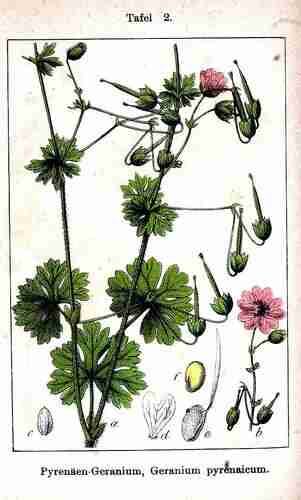 Illustration Geranium pyrenaicum, Par Krause E.H.L., Sturm J., Lutz K.G. (Flora von Deutschland in Abbildungen nach der Natur, Zweite auflage, vol. 7: t. 2, 1902), via plantillustrations 