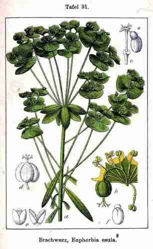 Illustration Euphorbia esula, Par Sturm J., Krause E.H.L., Lutz K.G. (Flora von Deutschland in Abbildungen nach der Natur, Zweite auflage, vol. 7: t. 31 ; 1902), via plantillustrations.org 