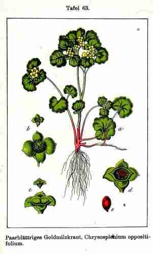 Illustration Chrysosplenium oppositifolium, Par Krause E.H.L., Sturm J., Lutz K.G. (Flora von Deutschland in Abbildungen nach der Natur, Zweite auflage, vol. 7: t. 63 ; 1902), via plantillustrations.org 
