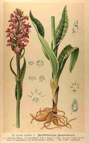Illustration Dactylorhiza incarnata, Par Schulze M. (Die Orchidaceen Deutschlands, Deutsch-Oesterreichs und der Schweiz, t. 21 ; 1894), via plantillustrations.org 