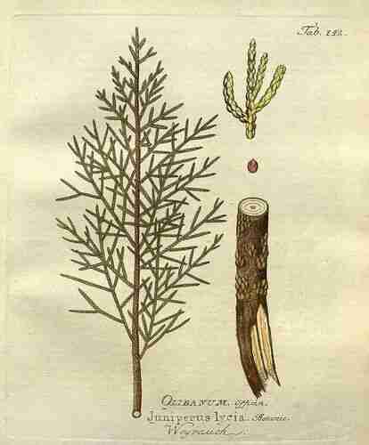 Illustration Juniperus phoenicea, Par Vietz F.B. (Icones plantarum medico-oeconomico-technologicarum, vol. 2: t. 142, 1804), via plantillustrations.org 
