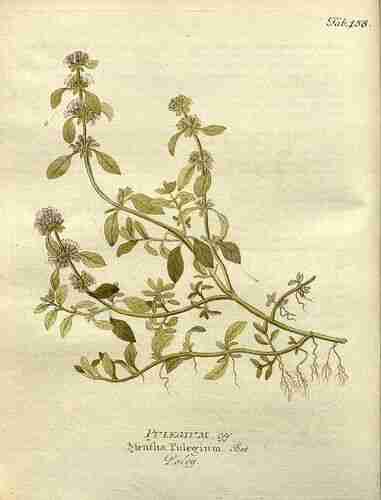 Illustration Mentha pulegium, Par Vietz F.B. (Icones plantarum medico-oeconomico-technologicarum, vol. 2: t. 158 ; 1804), via plantillustrations.org 