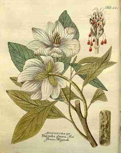 Illustration Magnolia virginiana, Par Vietz F.B. (Icones plantarum medico-oeconomico-technologicarum, vol. 2: t. 221, 1804), via plantillustrations.org 