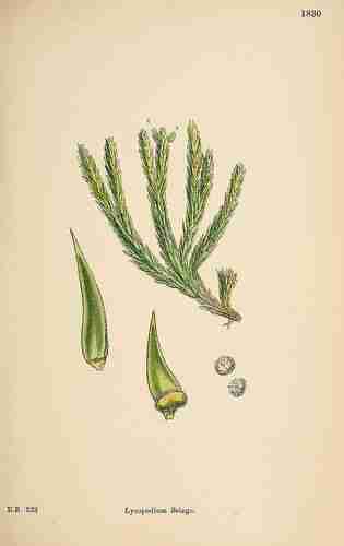 Illustration Huperzia selago, Par Sowerby J.E. (English Botany, or Coloured Figures of British Plants, 3th ed., vol. 12: t. 1830, 1886), via plantillustrations.org 