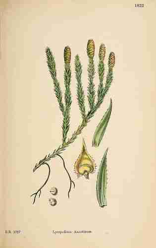 Illustration Lycopodium annotinum, Par Sowerby J.E. (English Botany, or Coloured Figures of British Plants, 3th ed., vol. 12: t. 1832, 1886), via plantillustrations.org 