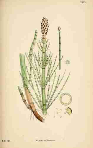 Illustration Equisetum fluviatile, English Botany, or Coloured Figures of British Plants, ed. 3 [B] [J.E. Sowerby et al], (vol. 12: t. 1893 ; 1886), via plantillustrations.org 