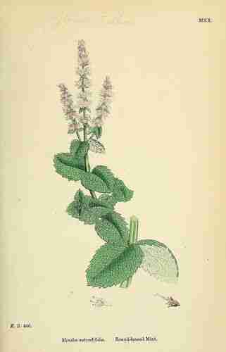 Illustration Mentha x rotundifolia, Par Sowerby J.E. (English Botany, or Coloured Figures of British Plants, 3th ed., vol. 7: t. 1020 ; 1867), via plantillustrations.org 