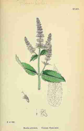 Illustration Mentha longifolia, Par Sowerby  J.E. (English Botany, or Coloured Figures of British Plants, 3th ed., vol. 7: t. 1022 ; 1867), via plantillustrations.org 