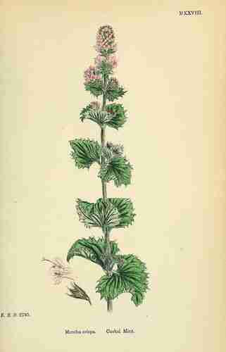 Illustration Mentha spicata, Par Sowerby J.E. (English Botany, or Coloured Figures of British Plants, 3th ed., vol. 7: t. 1028 ; 1867), via plantillustrations 