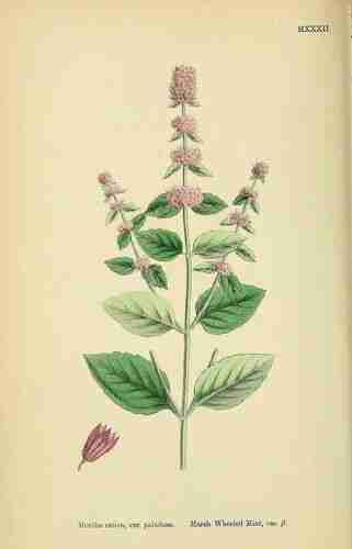 Illustration Mentha x verticillata , Par Sowerby J.E. (English Botany, or Coloured Figures of British Plants, 3th ed., vol. 7: t. 1032 ; 1867), via plantillustrations.org 