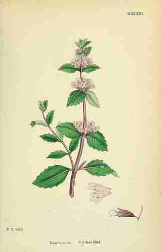 Illustration Mentha x smithiana, Par Sowerby J.E. (English Botany, or Coloured Figures of British Plants, 3th ed., vol. 7: t. 1033 ; 1867), via plantillustrations.org 