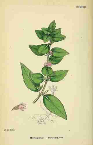Illustration Mentha x gentilis, Par Sowerby J.E. (English Botany, or Coloured Figures of British Plants, 3th ed., vol. 7: t. 1037 ; 1867), via plantillustrations.org 