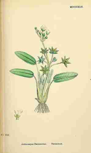Illustration Damasonium alisma, English Botany, or Coloured Figures of British Plants, ed. 3 [B] [J.E. Sowerby et al] (vol. 9: t. 1442 ; 1869), via plantillustrations.org 