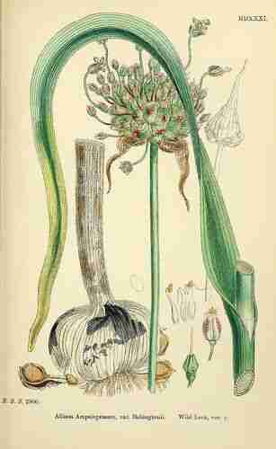 Illustration Allium ampeloprasum, Par Sowerby J.E. (English Botany, or Coloured Figures of British Plants, 3th ed., vol. 9: t. 1531 ; 1869), via x 