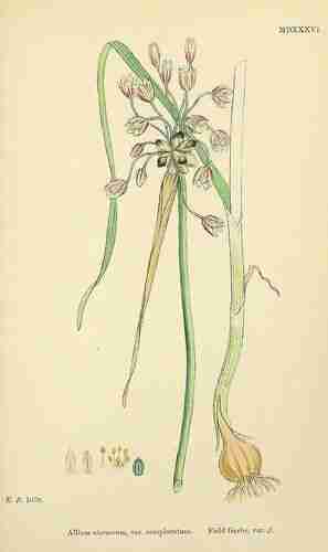 Illustration Allium oleraceum, Par Sowerby J.E. (English Botany, or Coloured Figures of British Plants, 3th ed., vol. 9: t. 1536 ; 1869), via plantillustrations.org 