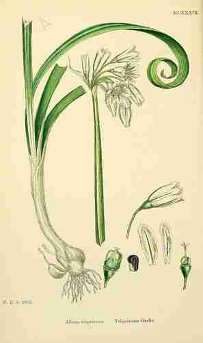 Illustration Allium triquetrum, Par Sowerby J.E. (English Botany, or Coloured Figures of British Plants, 3th ed., vol. 9: t. 1539 ; 1869), via x 