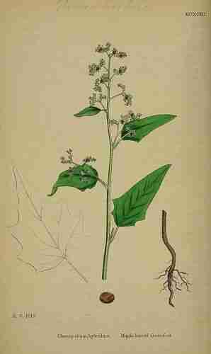Illustration Chenopodium hybridum, Par Sowerby J.E. (English Botany, or Coloured Figures of British Plants, 3th ed., vol. 8: t. 1193 ; 1868), via plantillustrations.org 