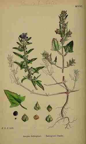 Illustration Atriplex glabriuscula, Par Sowerby J.E. (English Botany, or Coloured Figures of British Plants, 3th ed., vol. 8: t. 1206 ; 1868) 