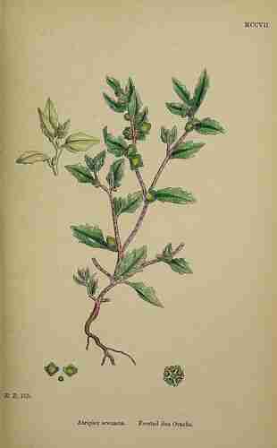 Illustration Atriplex laciniata, Par Sowerby J.E. (English Botany, or Coloured Figures of British Plants, 3th ed., vol. 8: t. 1207 ; 1868), via plantillustrations.org 