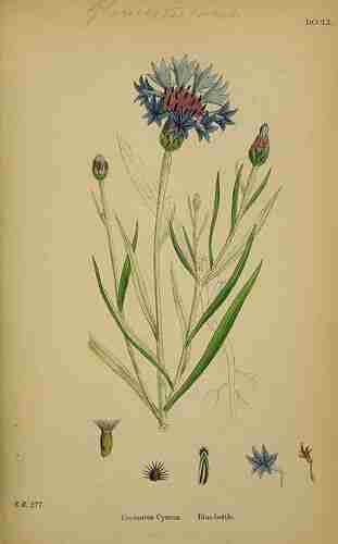 Illustration Centaurea cyanus, Par Sowerby J.E. (English Botany, or Coloured Figures of British Plants, 3th ed., vol. 5: t. 709, 1866), via plantillustrations.org 