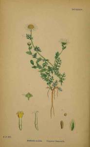 Illustration Chamaemelum nobile, Par Sowerby J.E. (English Botany, or Coloured Figures of British Plants, 3th ed., vol. 5: t. 724, 1866), via plantillustrations.org 