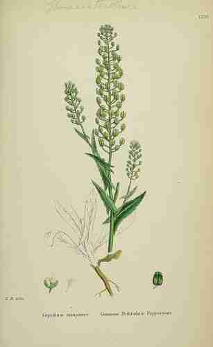 Illustration Lepidium campestre, Par Sowerby J.E. (English Botany, or Coloured Figures of British Plants, 3th ed., vol. 1: t. 156, 1863), via plantillustrations.org 