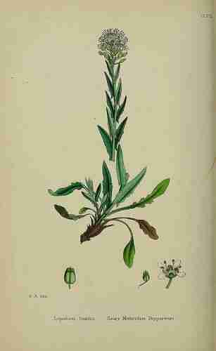 Illustration Lepidium heterophyllum, 