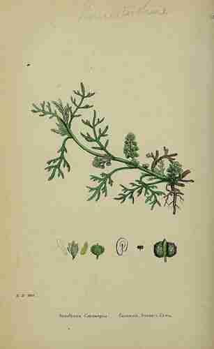 Illustration Lepidium coronopus, Par Sowerby J.E. (English Botany, or Coloured Figures of British Plants, 3th ed., vol. 1: t. 160, 1863), via plantillustrations.org 