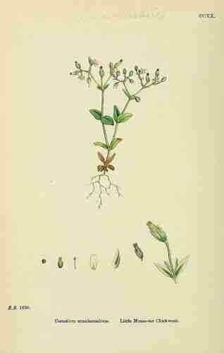 Illustration Cerastium semidecandrum, Par Sowerby J.E. (English Botany, or Coloured Figures of British Plants, 3th ed., vol. 2: t. 220 ; 1864), via plantillustrations.org 