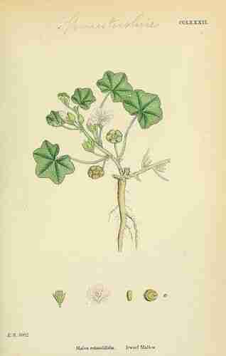 Illustration Malva pusilla, Par Sowerby J.E. (English Botany, or Coloured Figures of British Plants, 3th ed., vol. 2: t. 282 ; 1864), via plantillustrations.org 