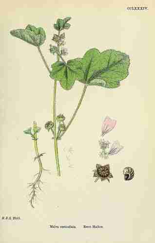 Illustration Malva verticillata, Par Sowerby J.E. (English Botany, or Coloured Figures of British Plants, 3th ed., vol. 2: t. 284 ; 1864), via plantillustrations.org 