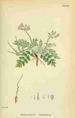 Illustration Erodium moschatum, English Botany, or Coloured Figures of British Plants, ed. 3 [B] [J.E. Sowerby et al ( vol. 2: t. 308 ; 1864), via plantillustrations.org 