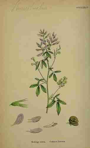 Illustration Medicago sativa, Par Sowerby J.E. (English Botany, or Coloured Figures of British Plants, 3th ed., vol. 3: t. 334 ; 1864), via plantillustrations.org 