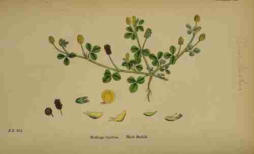 Illustration Medicago lupulina, Par Sowerby J.E. (English Botany, or Coloured Figures of British Plants, 3th ed., vol. 3: t. 337 ; 1864), via plantillustrations.org 