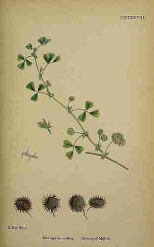 Illustration Medicago polymorpha, Par Sowerby J.E. (English Botany, or Coloured Figures of British Plants, 3th ed., vol. 3: t. 338 ; 1864), via plantillustrations.org 