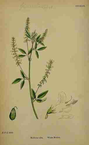 Illustration Melilotus albus, Par Sowerby J.E. (English Botany, or Coloured Figures of British Plants, 3th ed., vol. 3: t. 342 ; 1864), via plantillustrations.org 