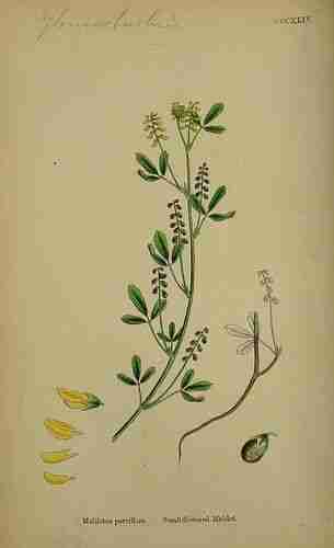 Illustration Melilotus indicus, Par Sowerby J.E. (English Botany, or Coloured Figures of British Plants, 3th ed., vol. 3: t. 344 ; 1864), via plantillustrations.org 