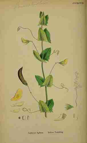 Illustration Lathyrus aphaca, Par Sowerby J.E. (English Botany, or Coloured Figures of British Plants, 3th ed., vol. 3: t. 397, 1864), via plantillustrations.org 