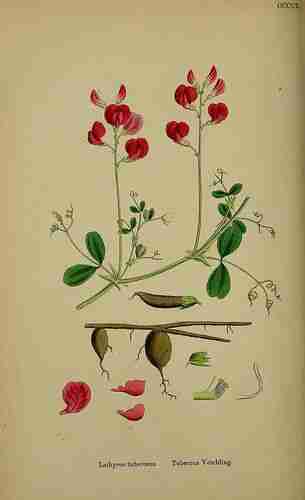 Illustration Lathyrus tuberosus, Par Sowerby J.E. (English Botany, or Coloured Figures of British Plants, 3th ed., vol. 3: t. 401, 1864), via plantillustrations.org 