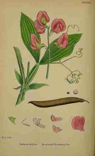 Illustration Lathyrus latifolius, Par Sowerby J.E. (English Botany, or Coloured Figures of British Plants, 3th ed., vol. 3: t. 403, 1864), via plantillustrations.org 
