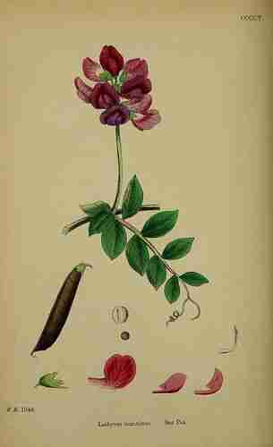 Illustration Lathyrus japonicus, Par Sowerby J.E., (English Botany, or Coloured Figures of British Plants, 3th ed., vol. 3: t. 405, 1864), via plantillustrations.org 
