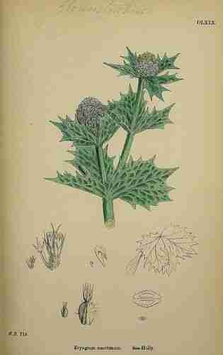 Illustration Eryngium maritimum, English Botany, or Coloured Figures of British Plants (ed. 3 [B] [J.E. Sowerby et al], vol. 4: t. 569 ; 1865), via plantillustrations.org 
