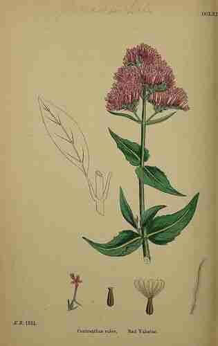 Illustration Centranthus ruber, Par Sowerby J.E. (English Botany, or Coloured Figures of British Plants, 3th ed., vol. 4: t. 664 ; 1865), via plantillustrations.org 