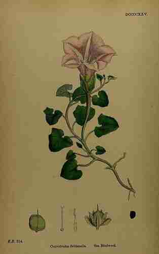 Illustration Calystegia soldanella, English Botany, or Coloured Figures of British Plants (ed. 3 [B] [J.E. Sowerby et al], vol. 6: t. 925 ; 1866), via plantillustrations.org 
