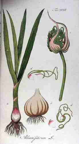 Illustration Allium sativum, Par Oskamp D.L. (Vervolg op de Afbeeldingen der artseny-gewassen met derzelver Nederduitsche en Latynsche beschryvingen, vol. 1: t. 32 ; 1813), via plantillustrations.org 
